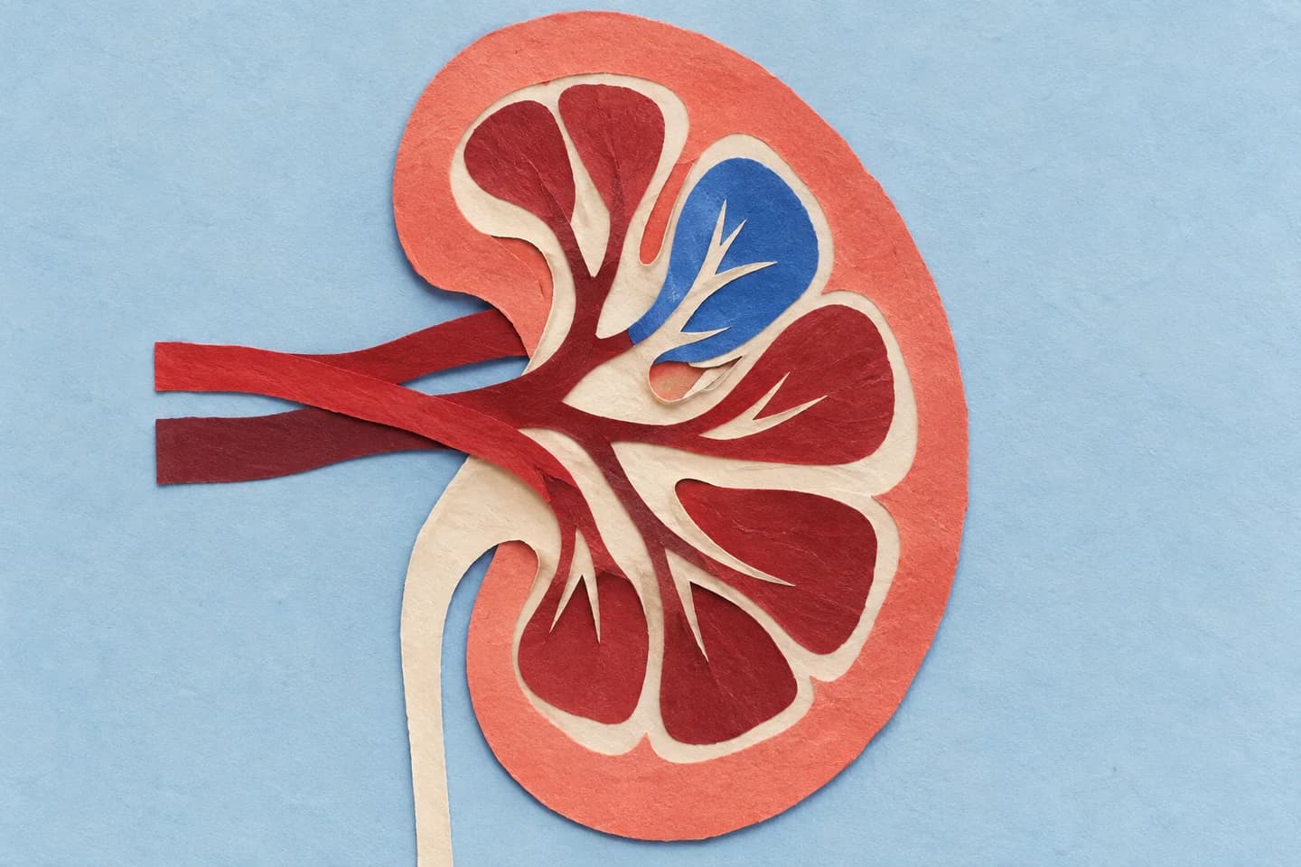 A kidney cross section assembled from layers of coloured cut paper.